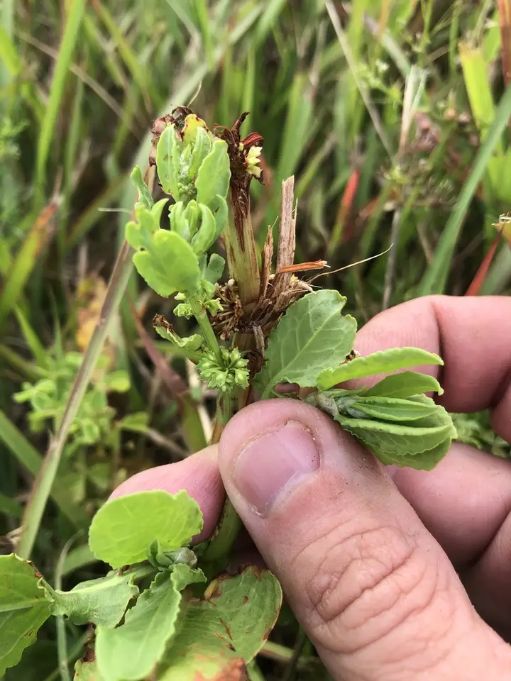 Rumex paraguayensis (Rumex paraguayensis)