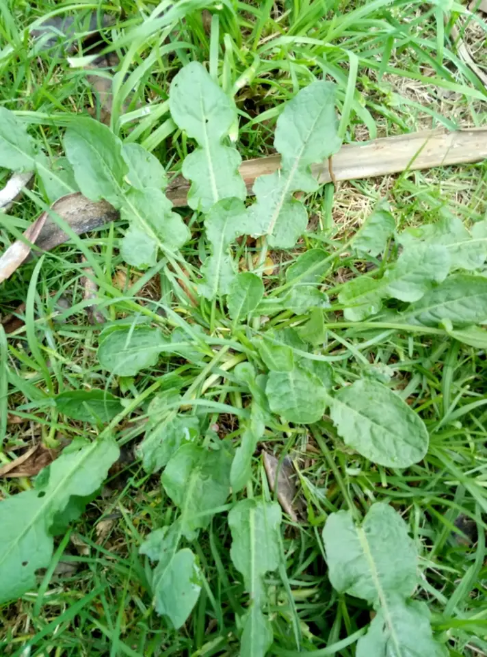 Fiddle Dock (Rumex pulcher)