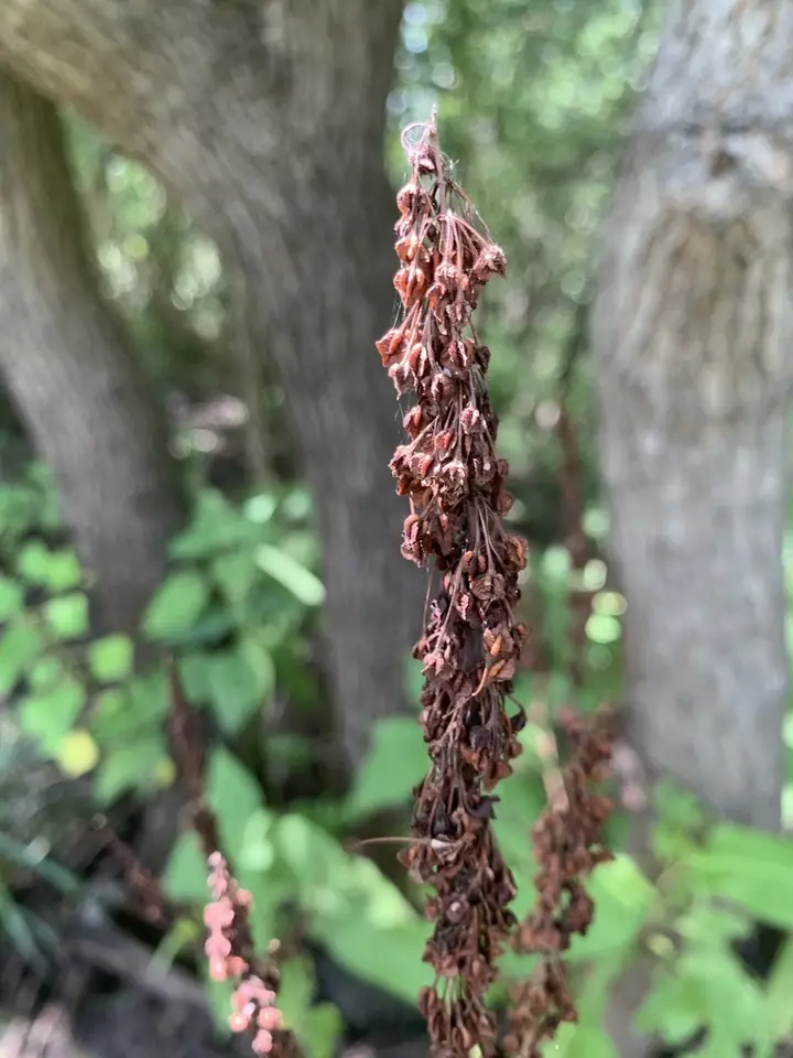Swamp Dock (Rumex verticillatus)