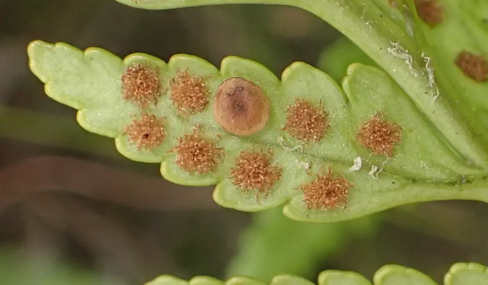 Leathery Shieldfern (Rumohra adiantiformis)