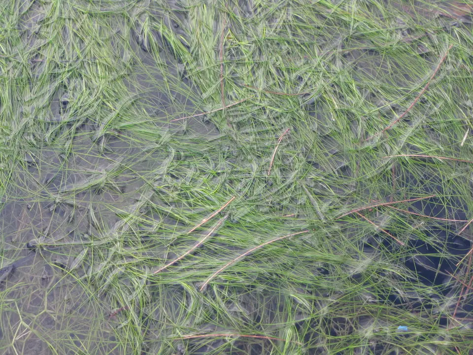 Widgeongrass (Ruppia maritima)