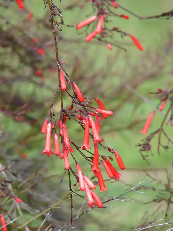 Firecracker Plant (Russelia equisetiformis)