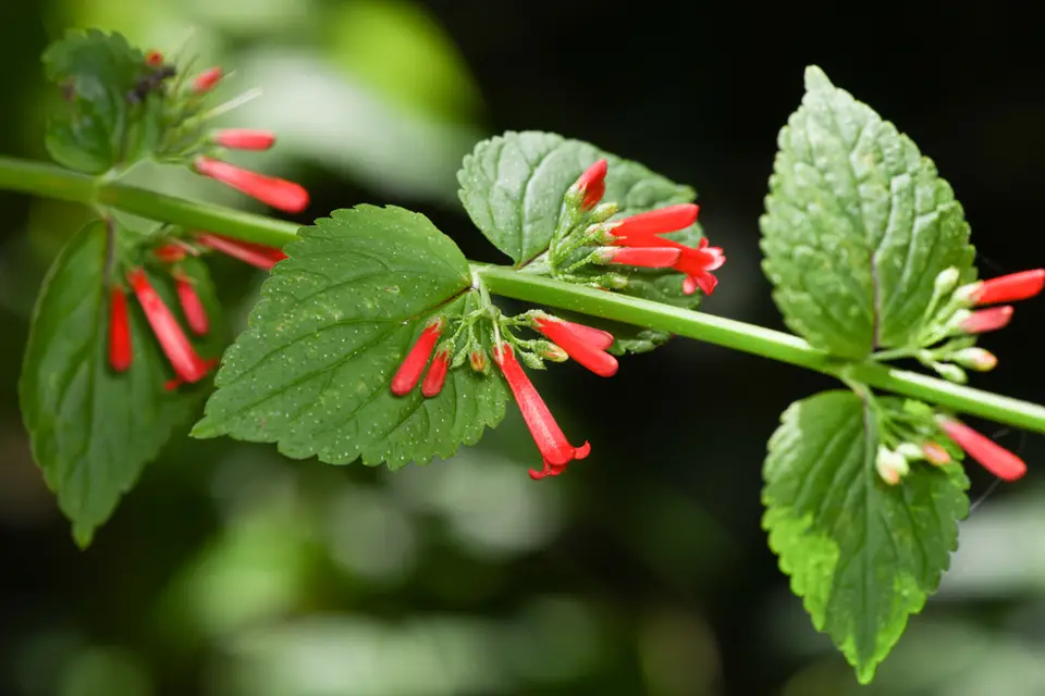Antiqua Sage (Russelia sarmentosa)
