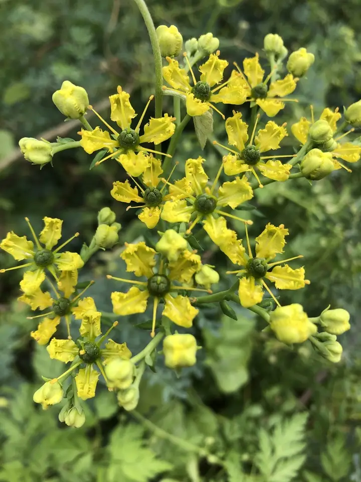 Rue (Ruta graveolens)