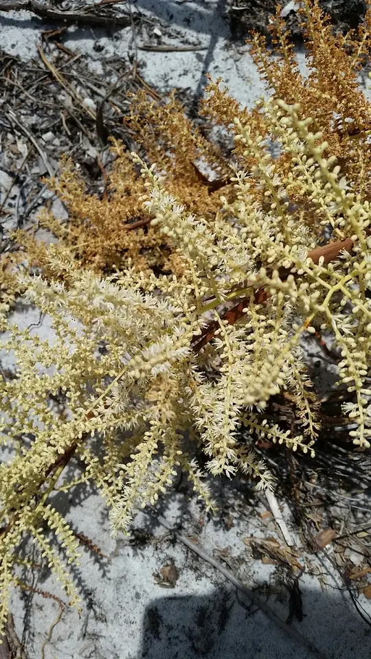 Scrub Palmetto (Sabal etonia)