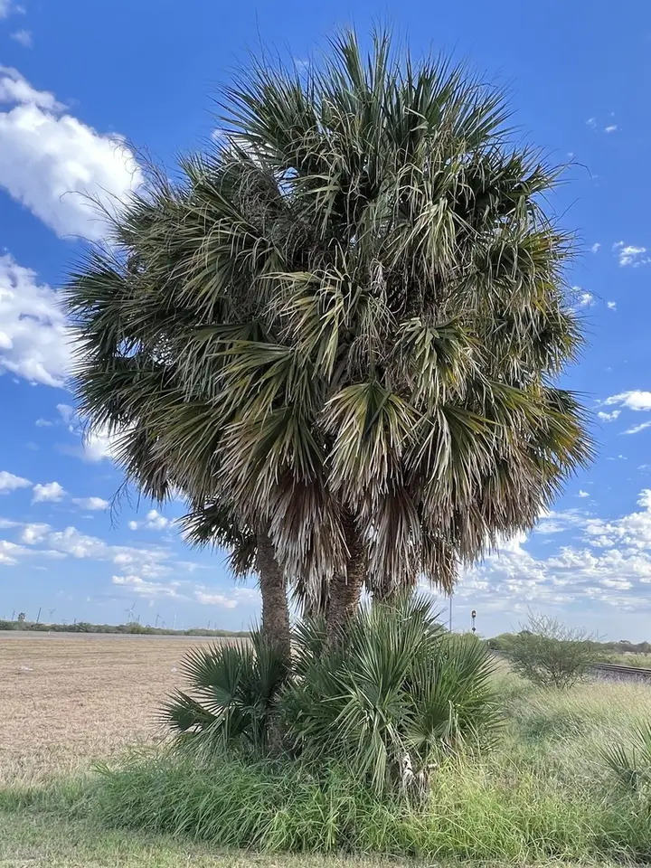 Mexican Palmetto (Sabal mexicana)