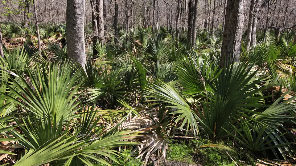 Dwarf Palmetto (Sabal minor)