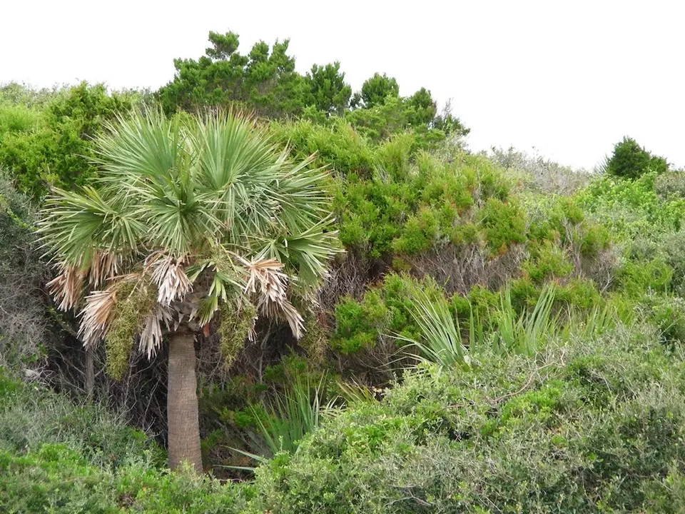 Cabbage Palmetto (Sabal palmetto)