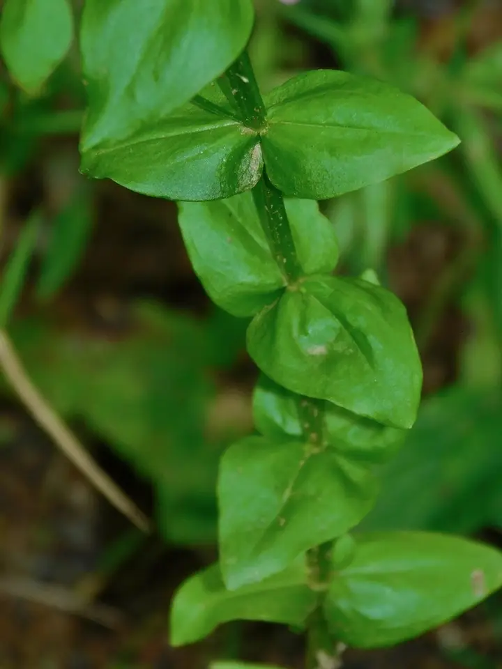 Rosepink (Sabatia angularis)