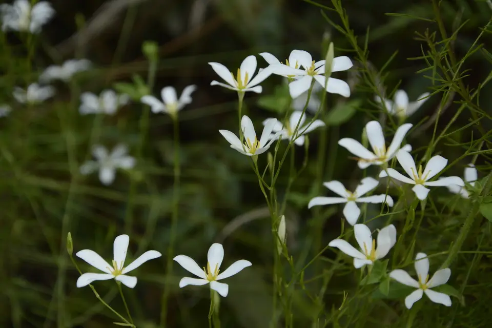 Shortleaf Rose Gentian (Sabatia brevifolia)