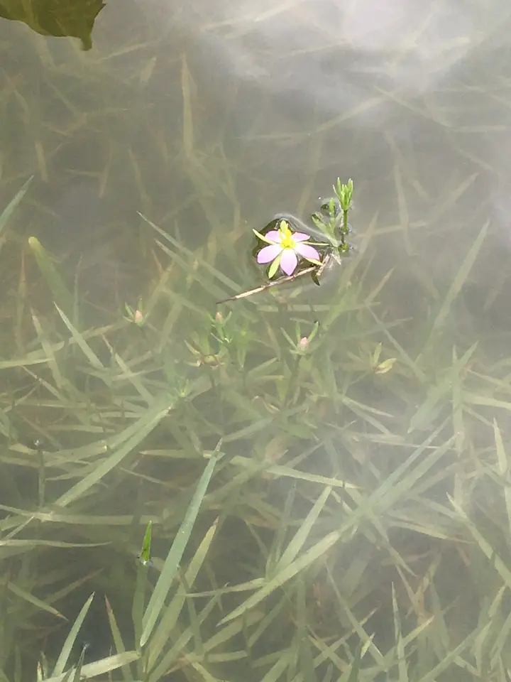 Coastal Rose Gentian (Sabatia calycina)