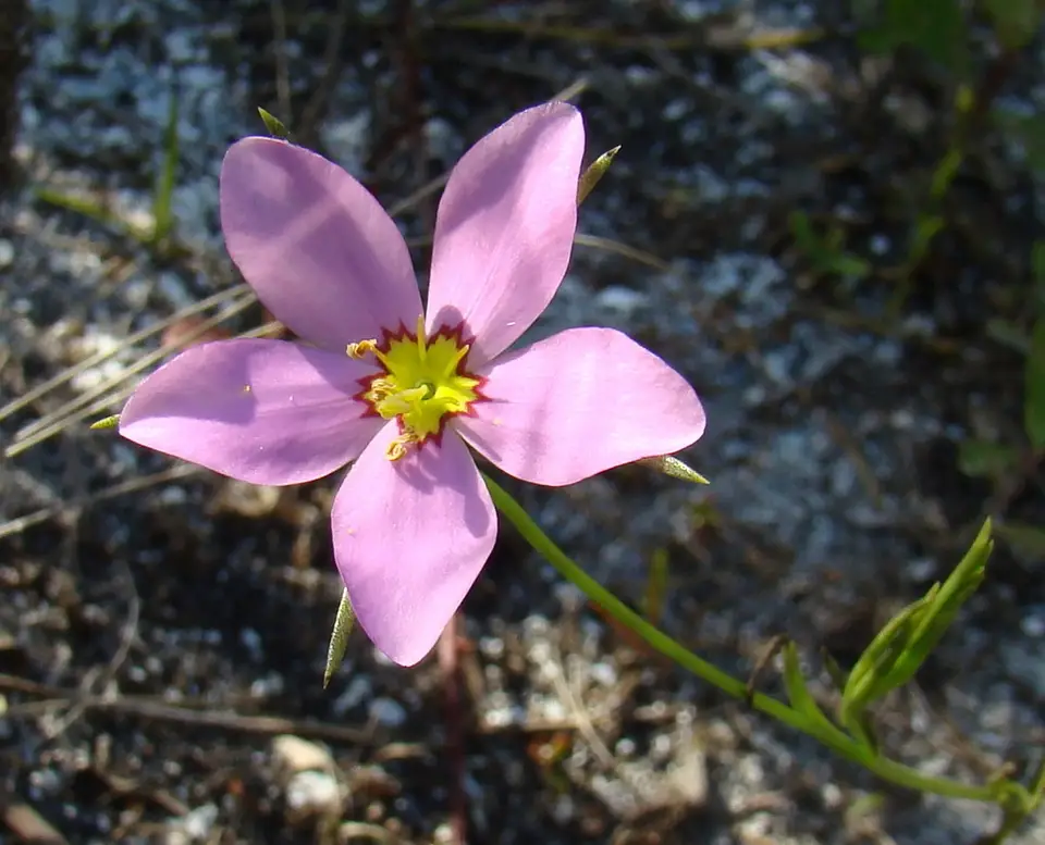 Slender Rose Gentian (Sabatia campanulata)