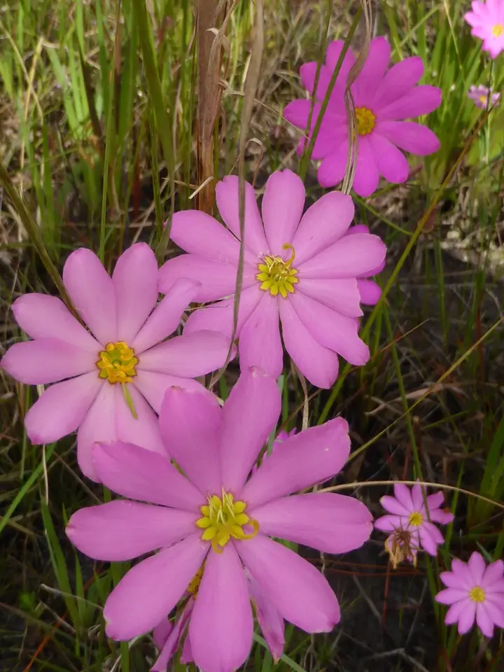 Bartram's Rose Gentian (Sabatia decandra)