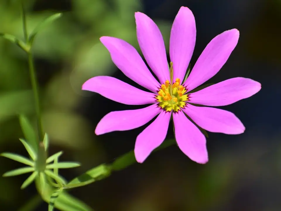 Marsh Rose Gentian (Sabatia dodecandra)