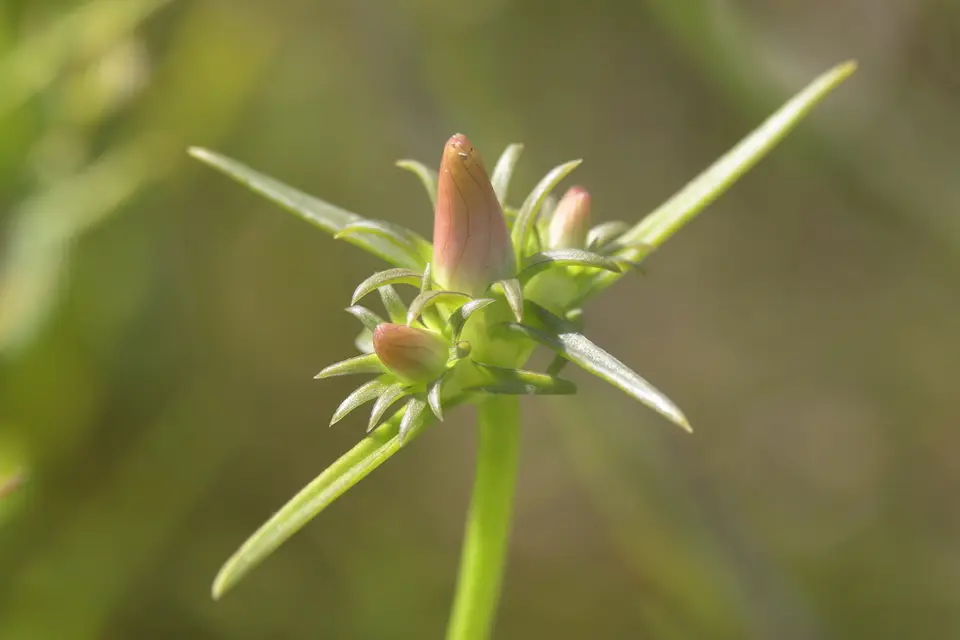 Pine-Woods Rose Gentian (Sabatia gentianoides)