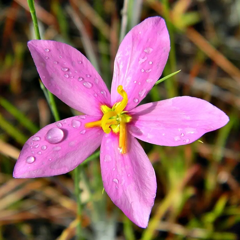 Largeflower Rose Gentian (Sabatia grandiflora)