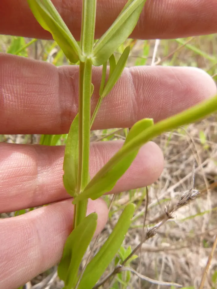 Fourangle Rose Gentian (Sabatia quadrangula)