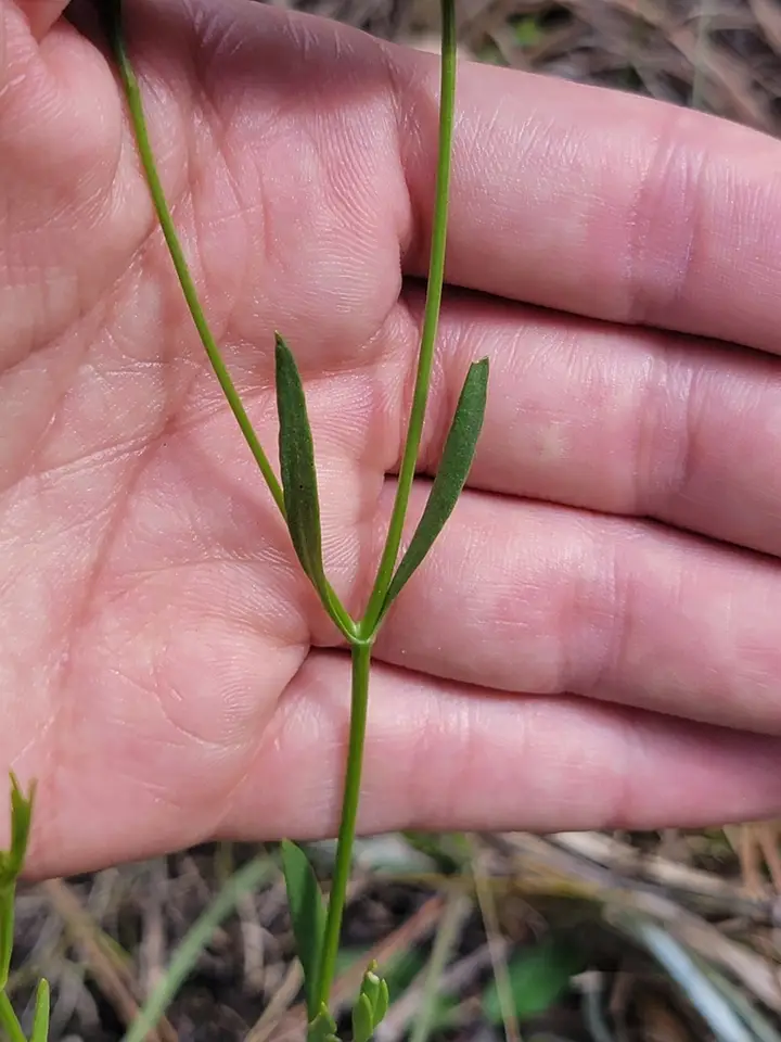 Marsh Pink (Sabatia stellaris)