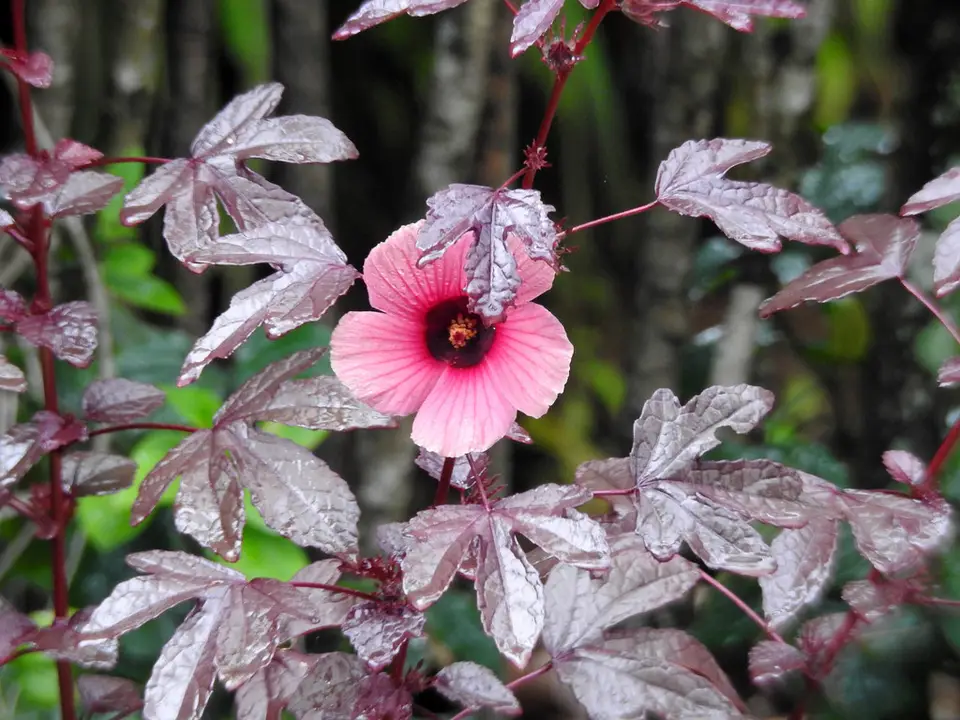 Cranberry Hibiscus (Sabdariffa acetosella)