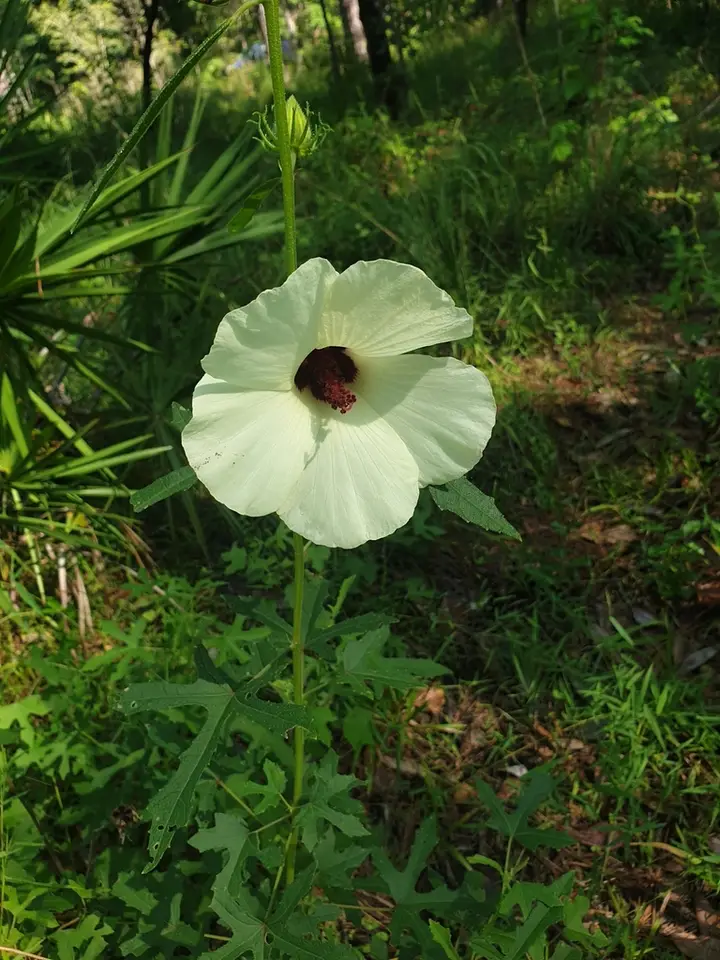 Pineland Hibiscus (Sabdariffa aculeata)