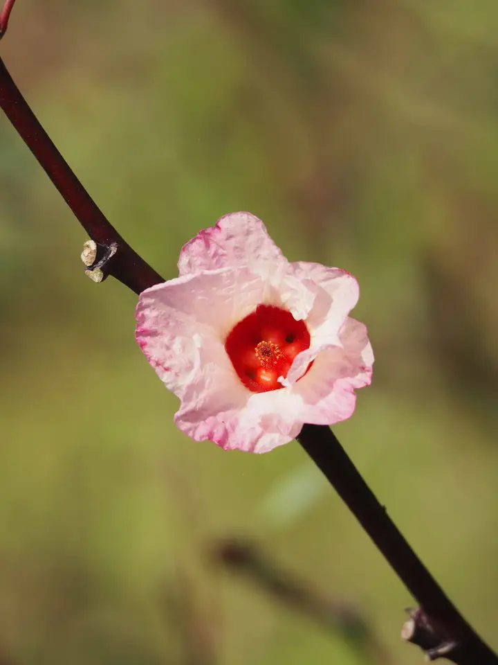Sorrel (Sabdariffa gossypiifolia)