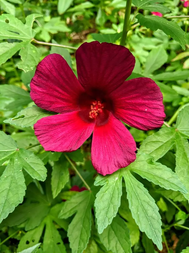 Sabdariffa radiata (Sabdariffa radiata)