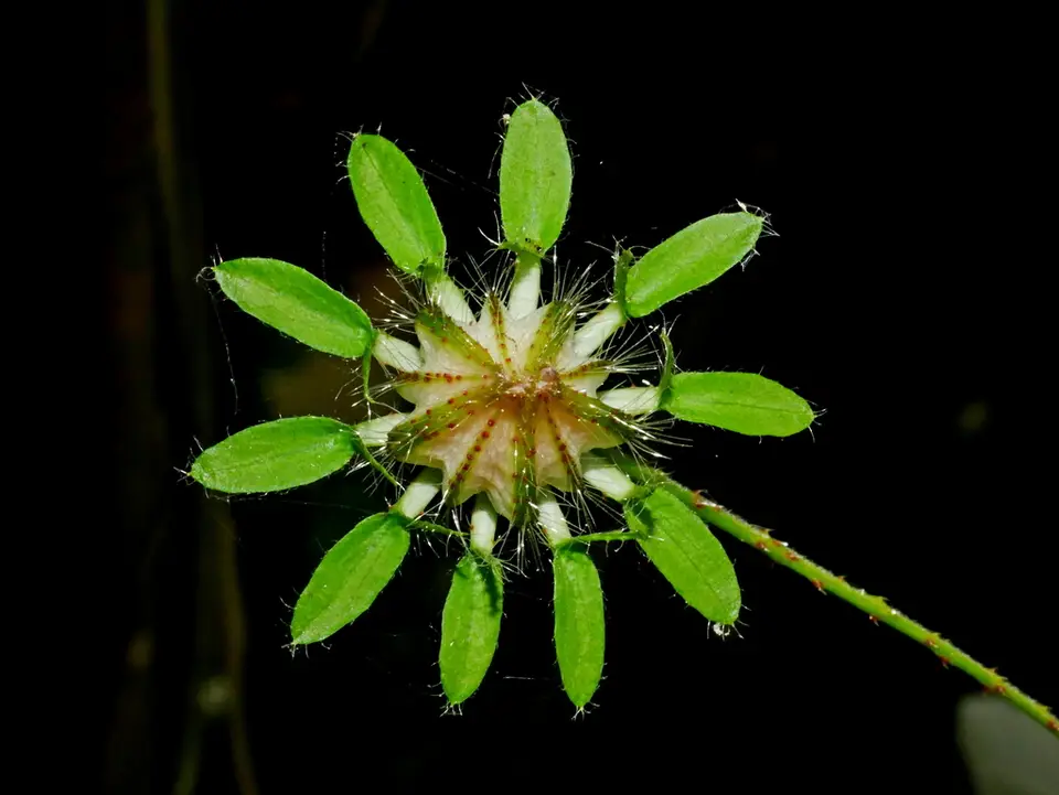 Bush Sorrel (Sabdariffa surattensis)