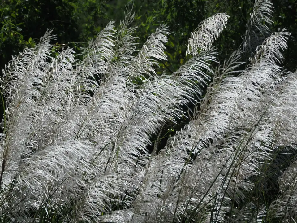 Wild Cane (Saccharum spontaneum)