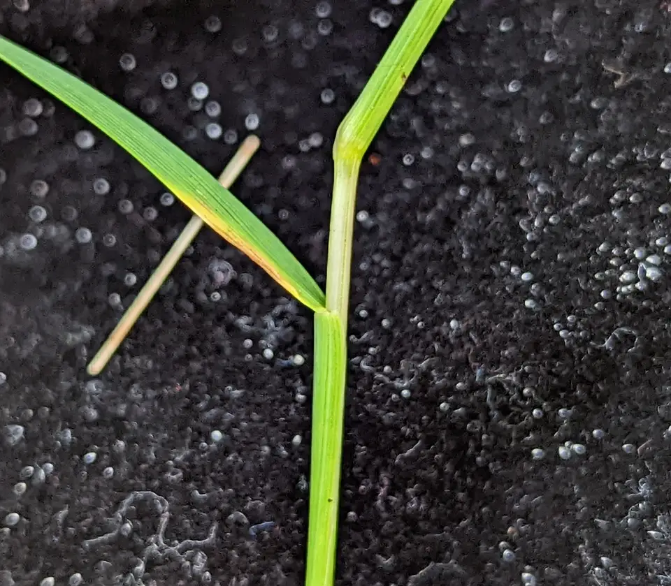 Indian Cupscale Grass (Sacciolepis indica)