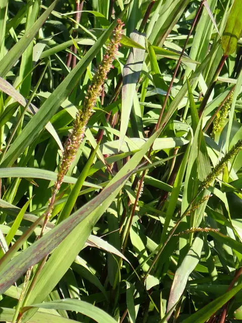 American Cupscale (Sacciolepis striata)