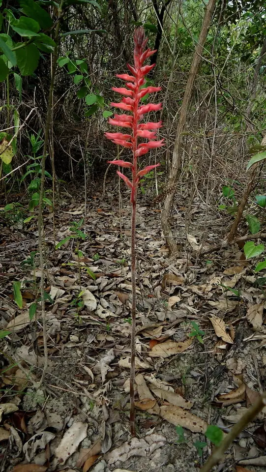 Leafless Beaked Lady Orchid (Sacoila lanceolata)