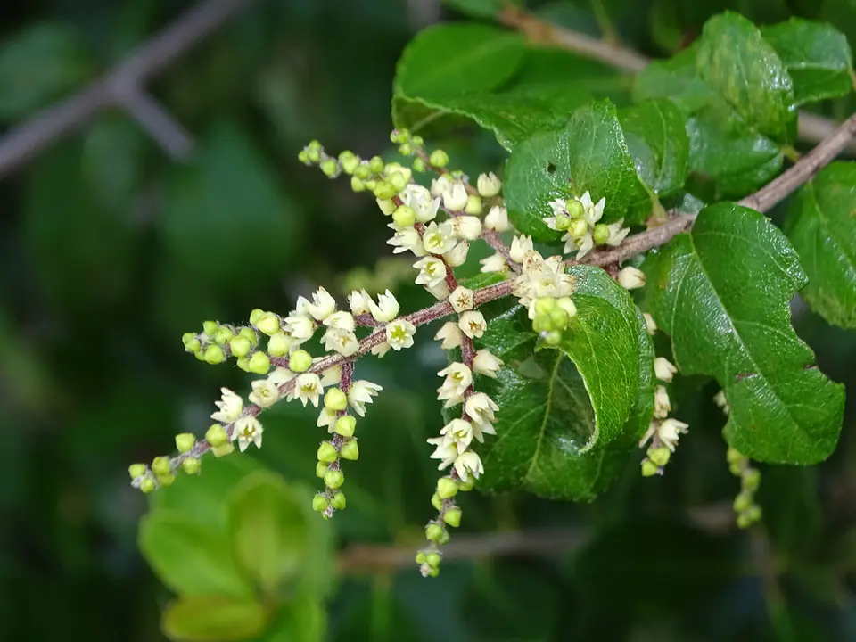 Small-Flowered Buckthorn (Sageretia minutiflora)
