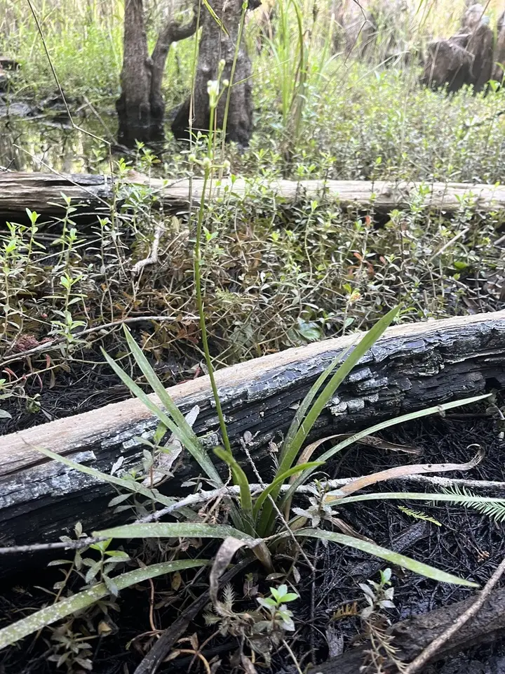 Chapman's Arrowhead (Sagittaria chapmanii)