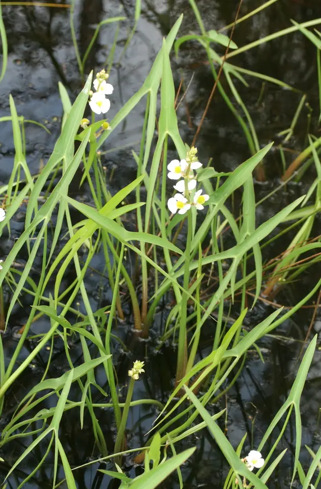 Engelmann's Arrowhead (Sagittaria engelmanniana)