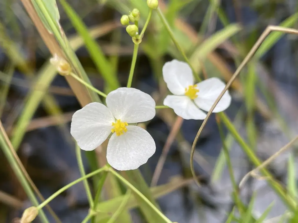 Grass-Leaved Arrowhead (Sagittaria graminea)