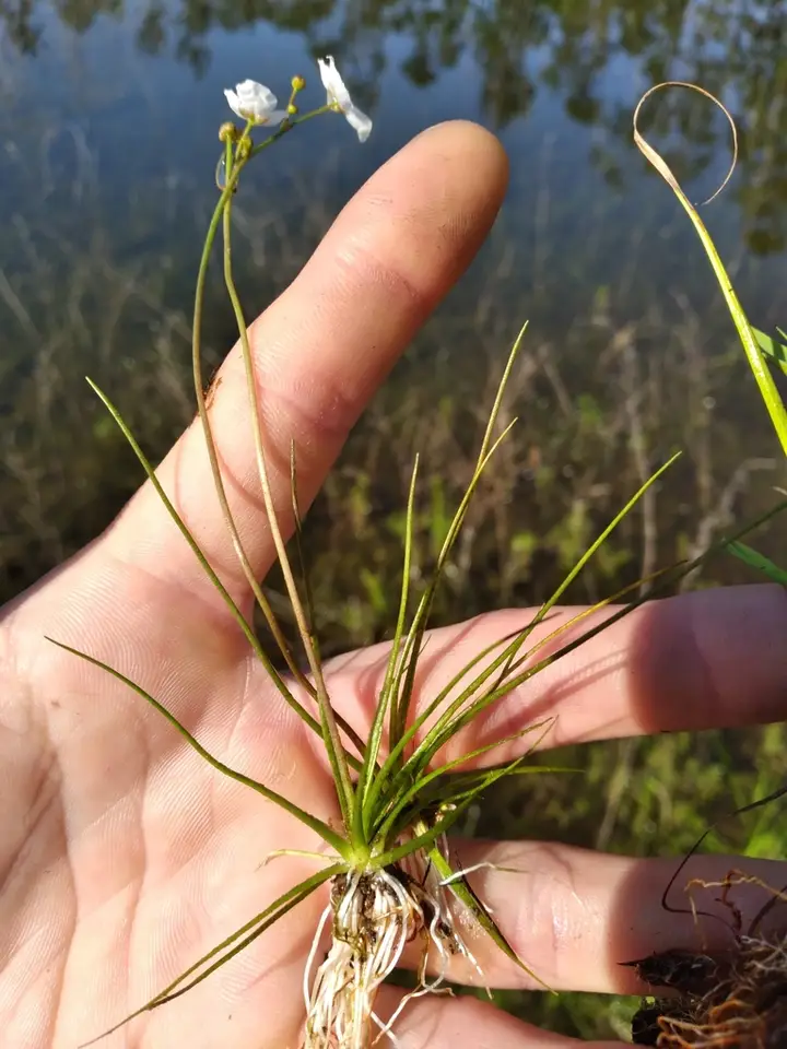 Quillwort Arrowhead (Sagittaria isoetiformis)
