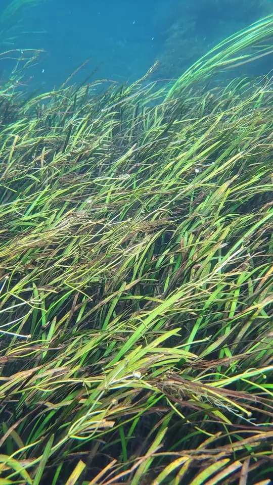 Strap-Leaf Sagittaria (Sagittaria kurziana)