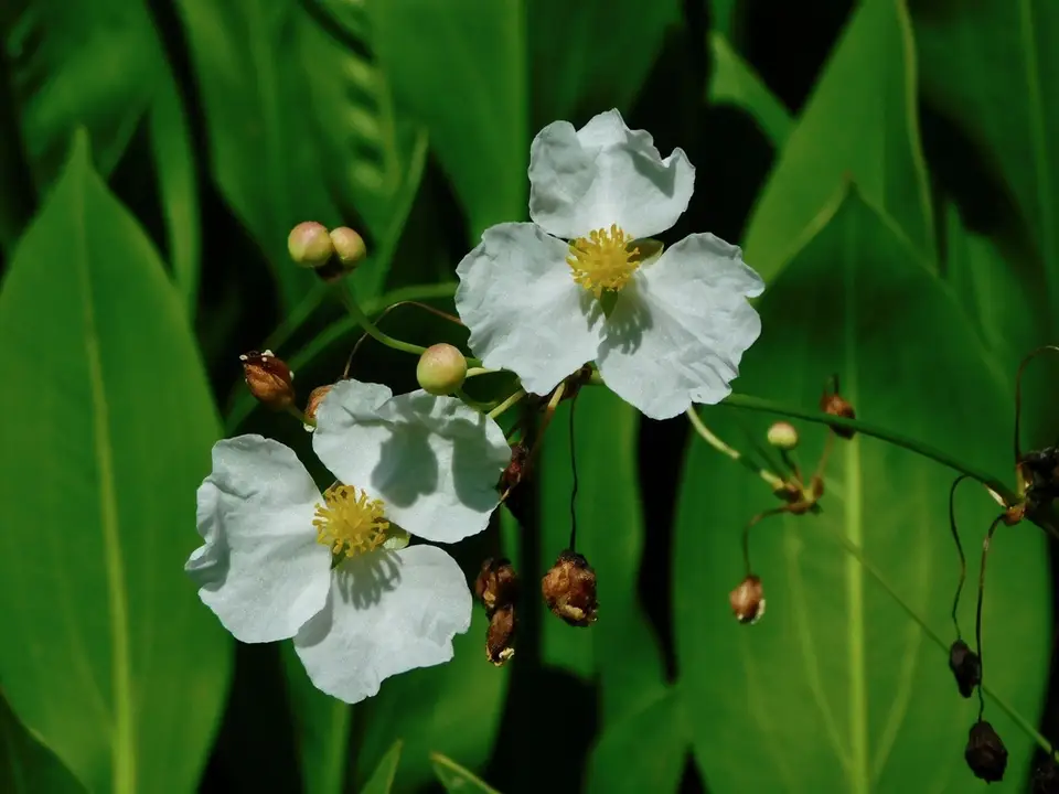 Lanceleaf Arrowhead (Sagittaria lancifolia)