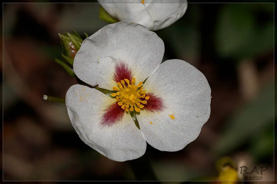 Aztec Arrowhead (Sagittaria montevidensis)