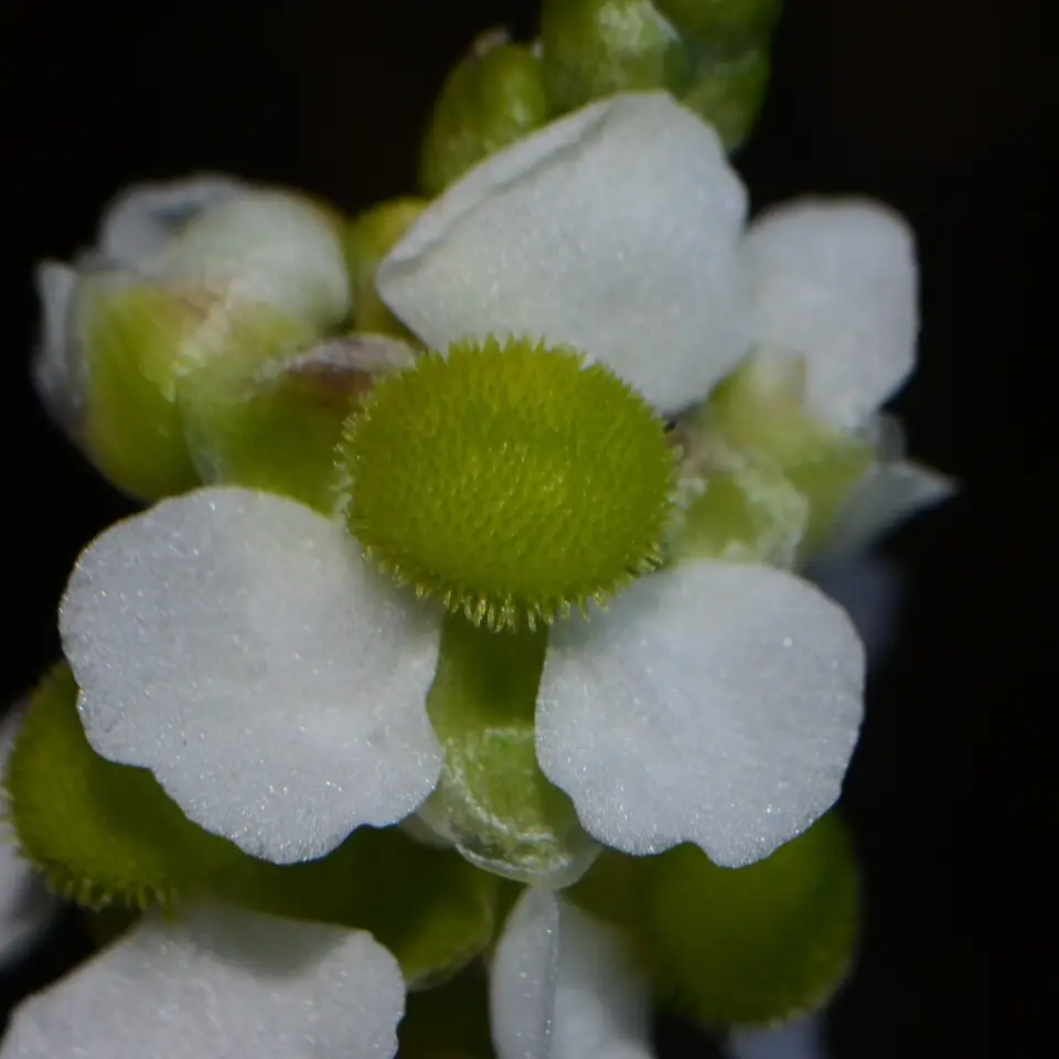 Delta Arrowhead (Sagittaria platyphylla)