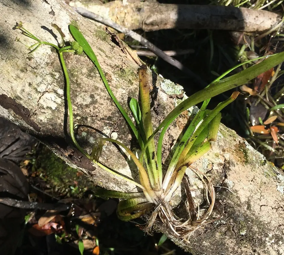 Narrow-Leaved Arrowhead (Sagittaria subulata)