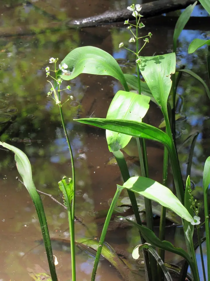 Weatherby's Arrowhead (Sagittaria weatherbiana)