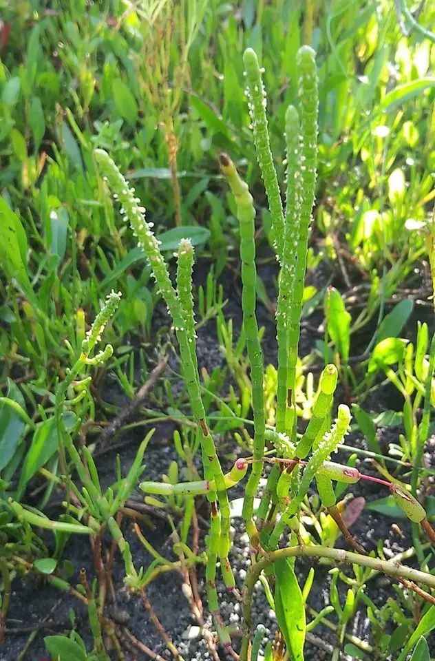 Perennial Glasswort (Salicornia ambigua)
