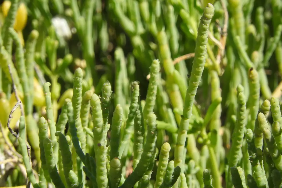 Dwarf Glasswort (Salicornia bigelovii)