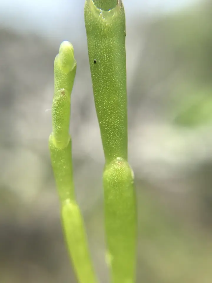 Virginia Glasswort (Salicornia depressa)