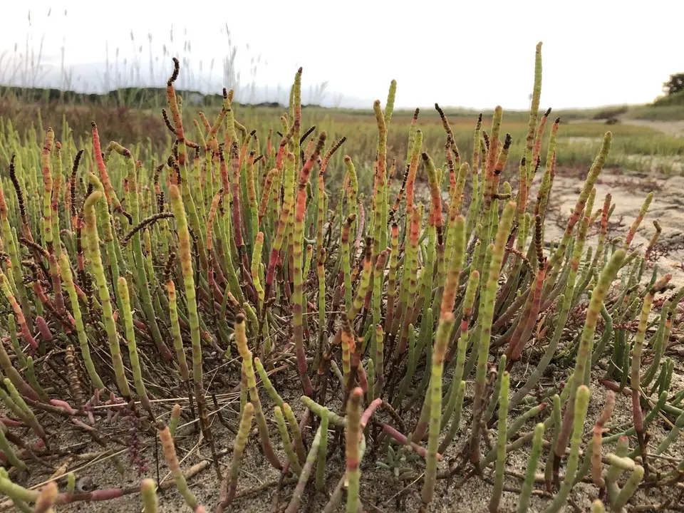 Perennial Glasswort (Salicornia perennis)