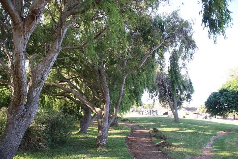 Weeping Willow (Salix babylonica)