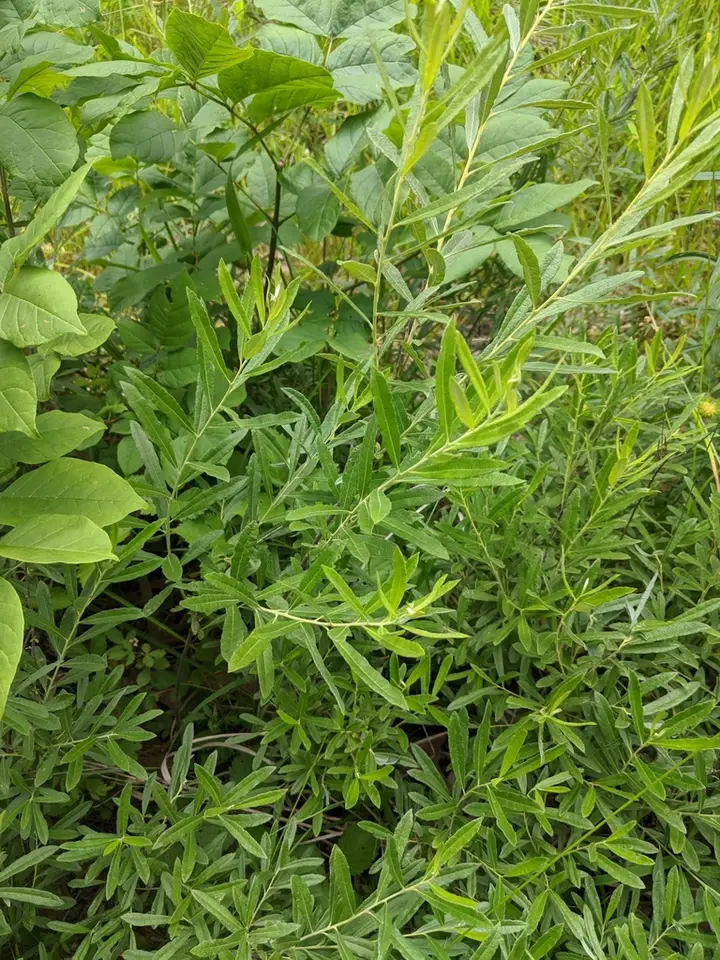 Carolina Willow (Salix caroliniana)