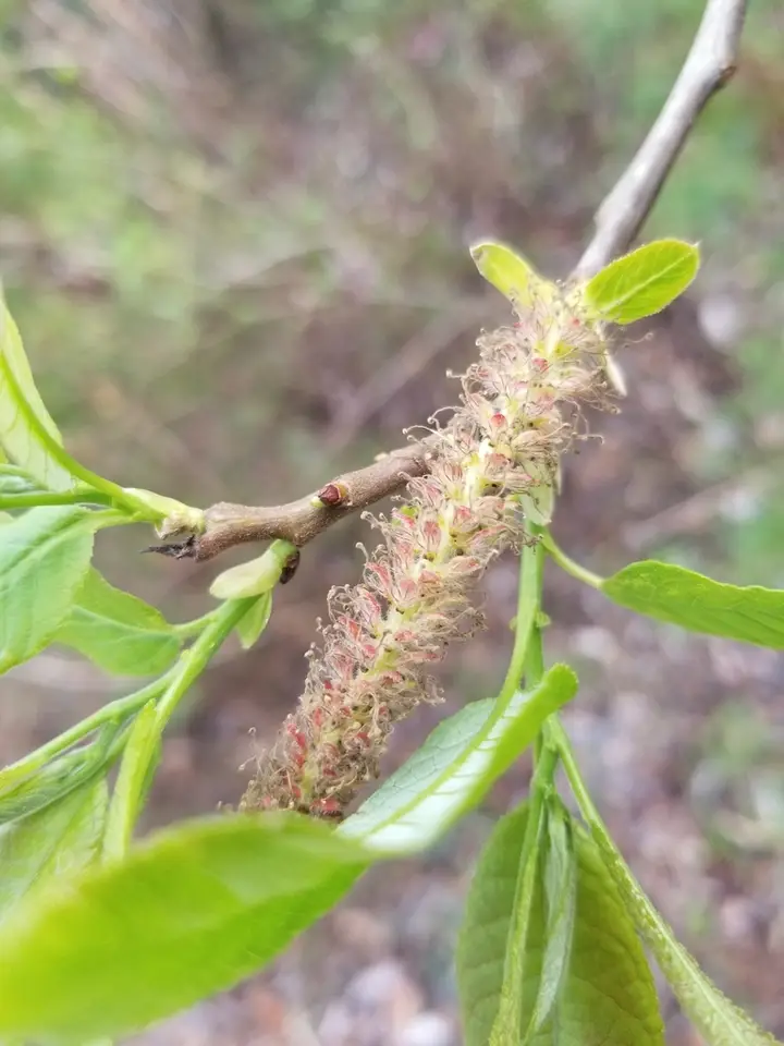Florida Willow (Salix floridana)