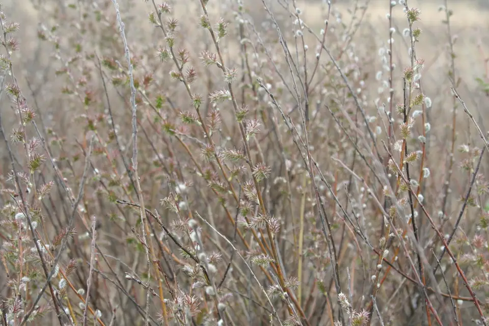 Prairie Willow (Salix humilis)